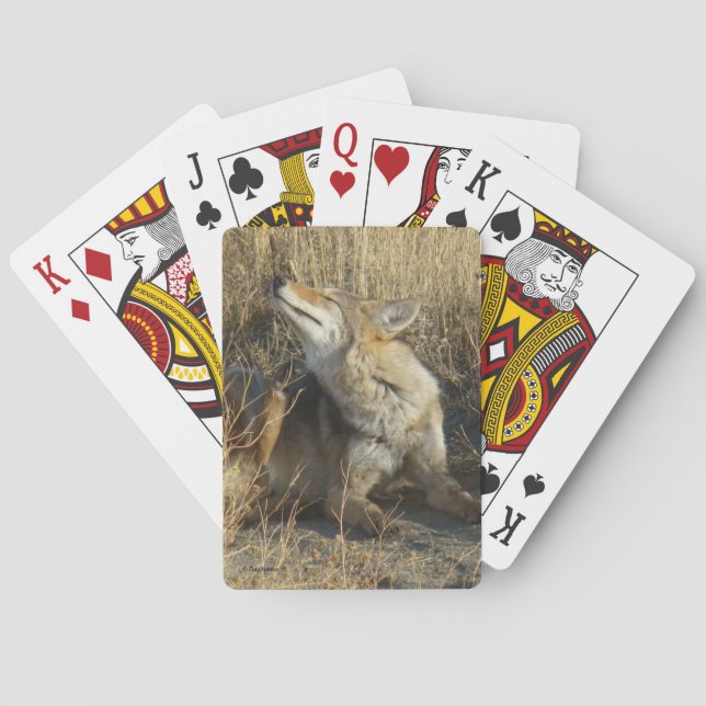 R17 Coyote Scratching Playing Cards (Back)