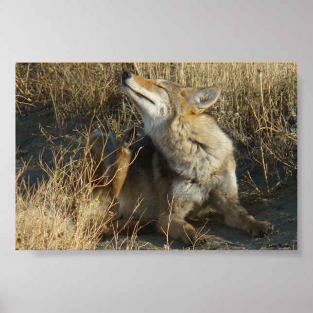 R17 Coyote Scratching Poster (Front)