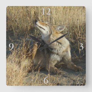 R17 Coyote Scratching Square Wall Clock