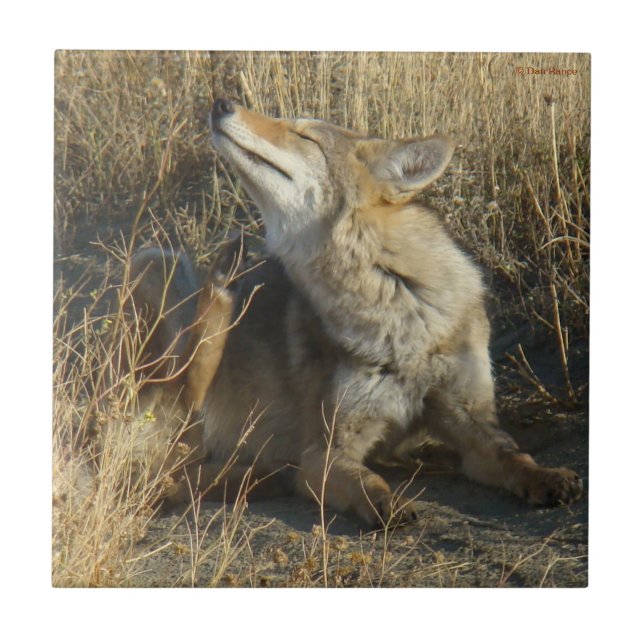 R17 Coyote Scratching Tile (Front)