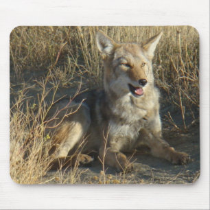 R18 Coyote Laying Mouse Pad