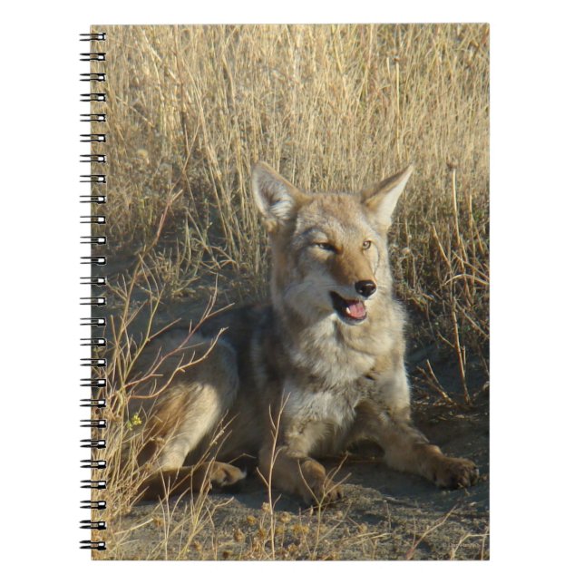 R18 Coyote Laying Notebook (Front)