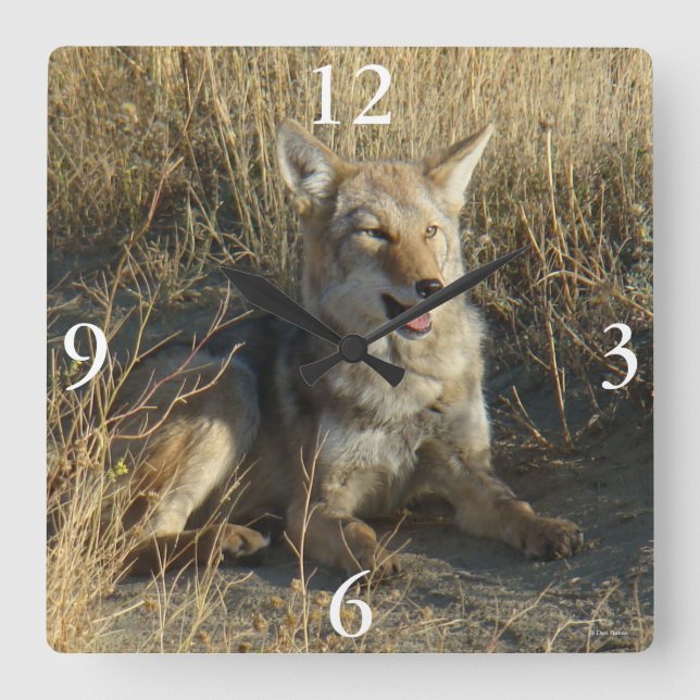 R18 Coyote Laying Square Wall Clock (Front)