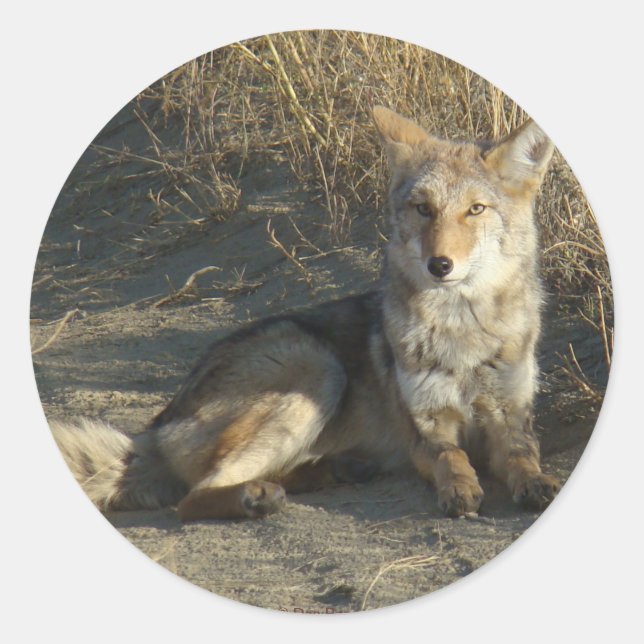 R19 Coyote Laying Classic Round Sticker (Front)