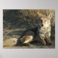 R19 Coyote Laying