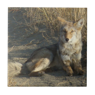 R19 Coyote Laying Tile