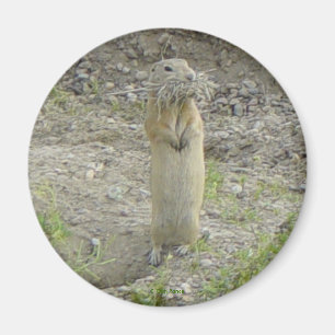R1 Gopher Richardson's Ground Squirrel Magnet