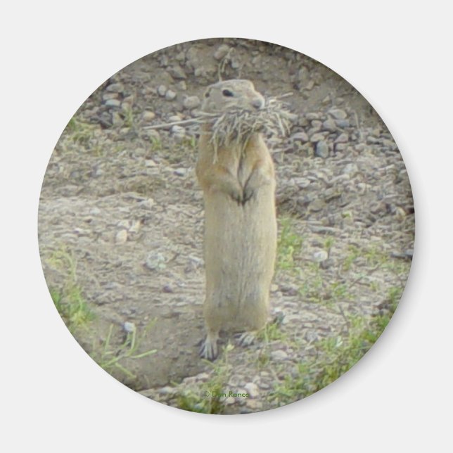 R1 Gopher Richardson's Ground Squirrel Magnet (Front)