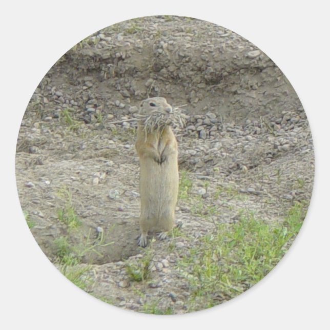 R1 Richardson's Ground Squirrel Classic Round Sticker (Front)