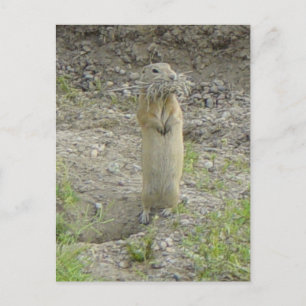 R1 Richardson's Ground Squirrel Postcard