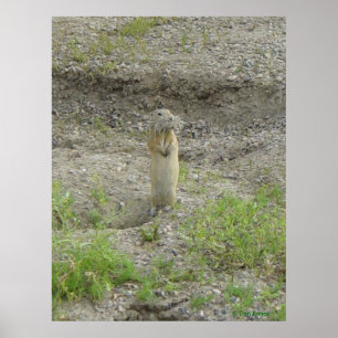 R1 Richardsons Ground Squirrel Poster