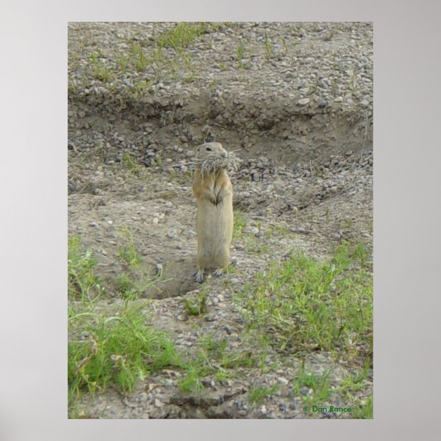 R1 Richardsons Ground Squirrel Poster (Front)