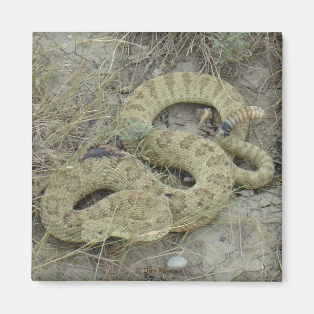R20 Prairie Rattlesnake Wounded Magnet (Front)