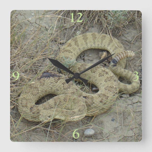 R20 Prairie Rattlesnake Wounded Square Wall Clock (Front)