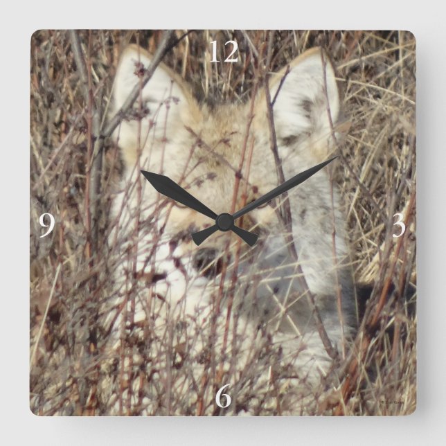 R21 Coyote "Watching You" Square Wall Clock (Front)