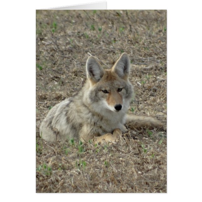 R22 Coyote Laying (Front)