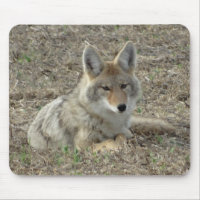R22 Coyote Laying