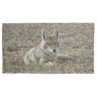 R22 Coyote Laying