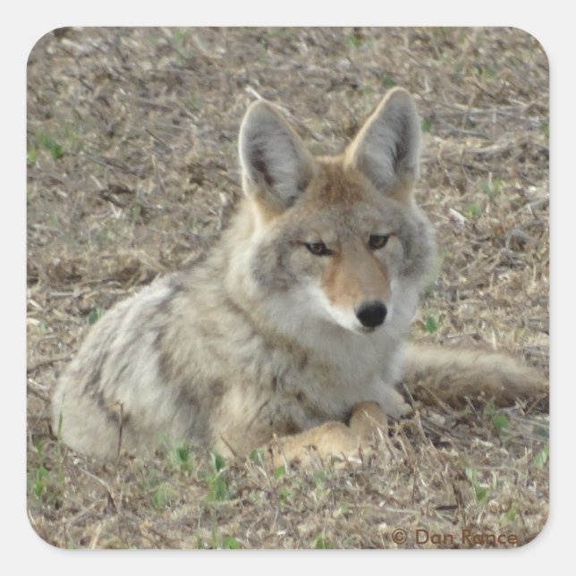 R22 Coyote Laying Square Sticker (Front)