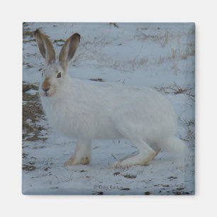 R23 Snowshoe Hare Magnet