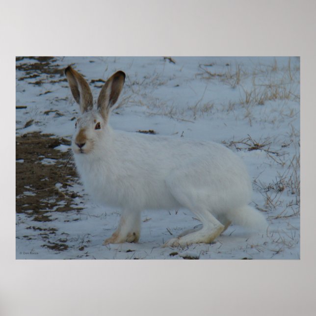 R23 Snowshoe Hare Poster (Front)
