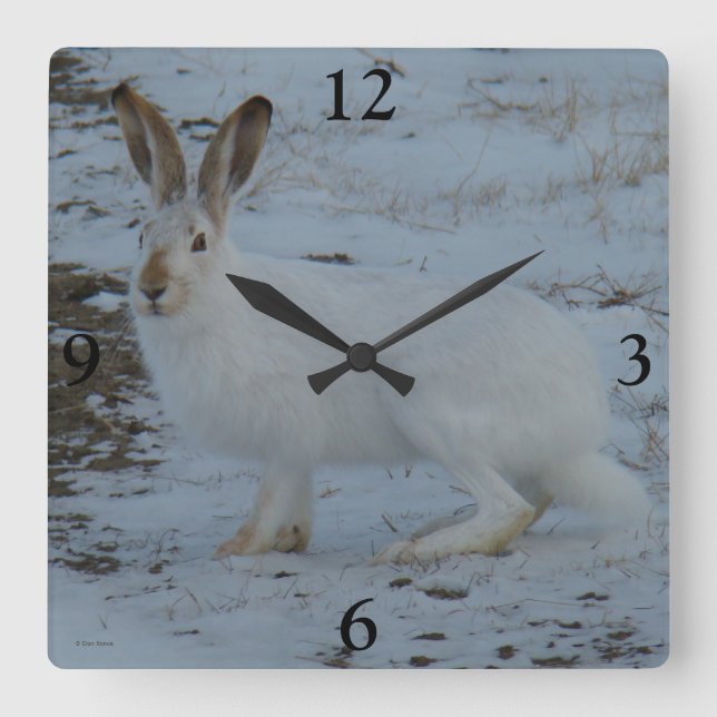 R23 Snowshoe Hare Square Wall Clock (Front)
