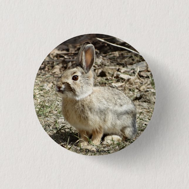 R24 Cotton-tail Rabbit 3 Cm Round Badge (Front)