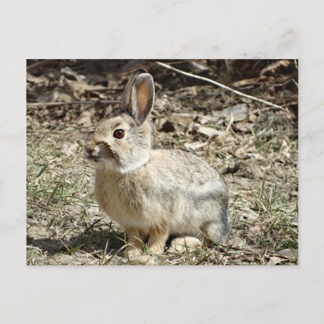 R24 Cotton-tail Rabbit Postcard (Front)