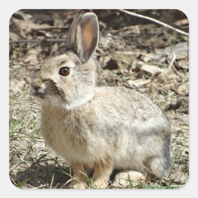R24 Cotton-tail Rabbit Square Sticker (Front)