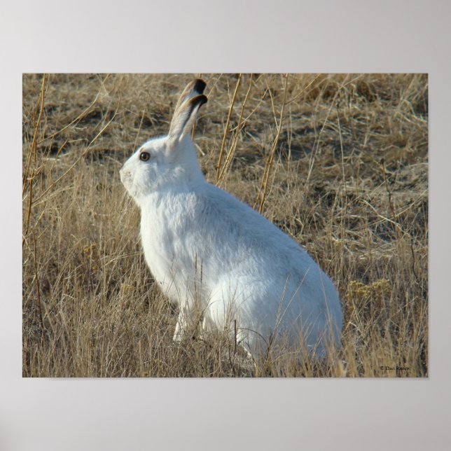 R25 Snowshoe Hare Poster (Front)