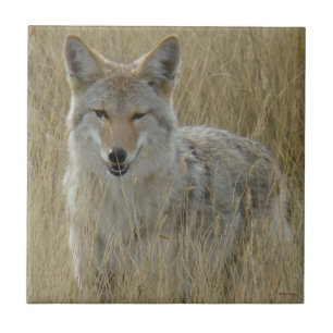 R2 Coyote in Tall Grass Tile