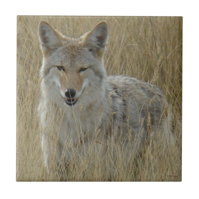 R2 Coyote in Tall Grass Tile (Front)