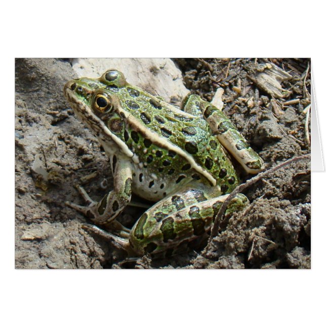 R3 Leopard Frog (Front Horizontal)