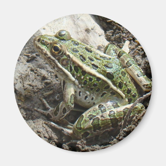 R3 Leopard Frog Magnet (Front)