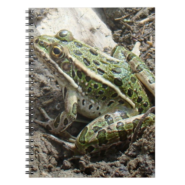 R3 Leopard Frog Notebook (Front)