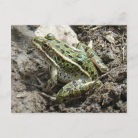 R3 Leopard Frog