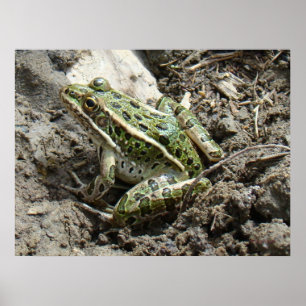 R3 Leopard Frog Poster