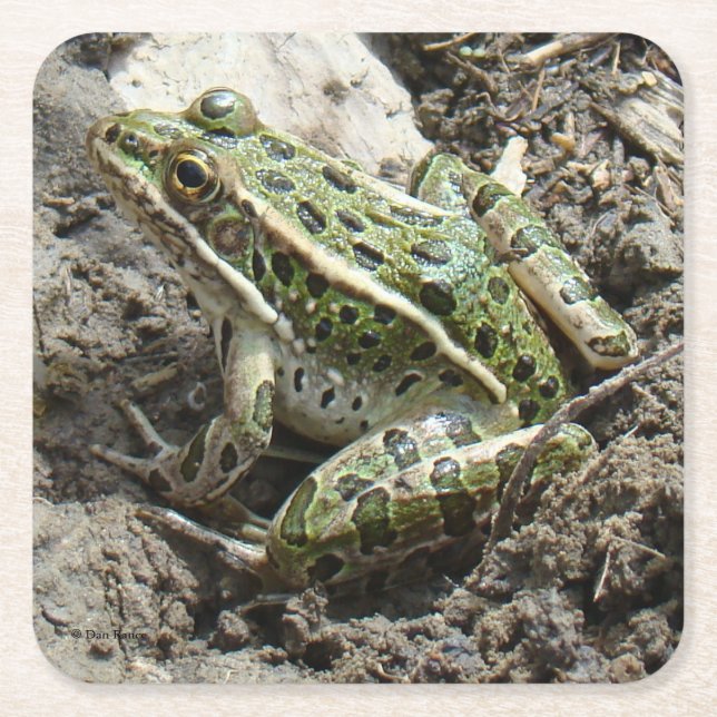 R3 Leopard Frog Square Paper Coaster (Front)