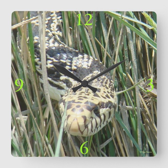 R4 Bull Snake Square Wall Clock (Front)