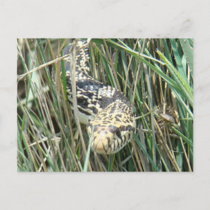 R4 Bullsnake in Grass Postcard