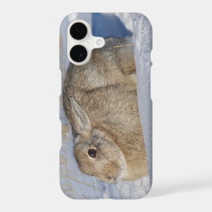 R5 Cottontail Rabbit in Snow