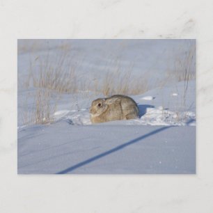 R5 Cottontail Rabbit in Snow Postcard