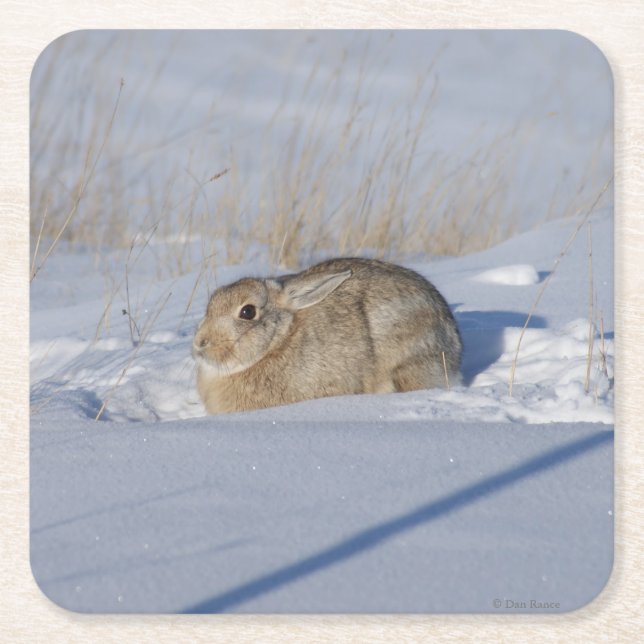 R5 Cottontail Rabbit Square Paper Coaster (Front)