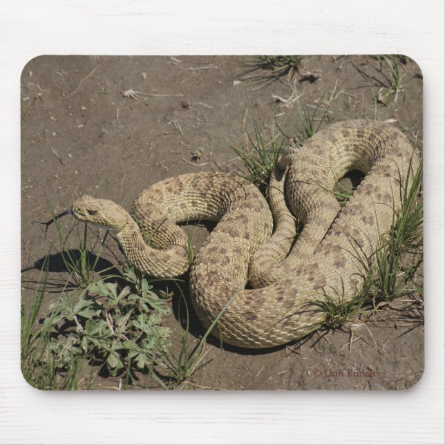 R6 Prairie Rattlesnake Mouse Pad (Front)