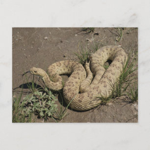 R6 Prairie Rattlesnake Postcard