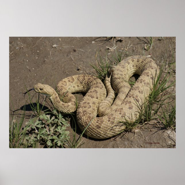 R6  Prairie Rattlesnake Poster (Front)