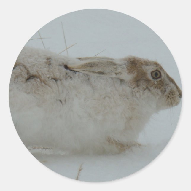 R7 Snowshoe Hare Ready to Run Classic Round Sticker (Front)