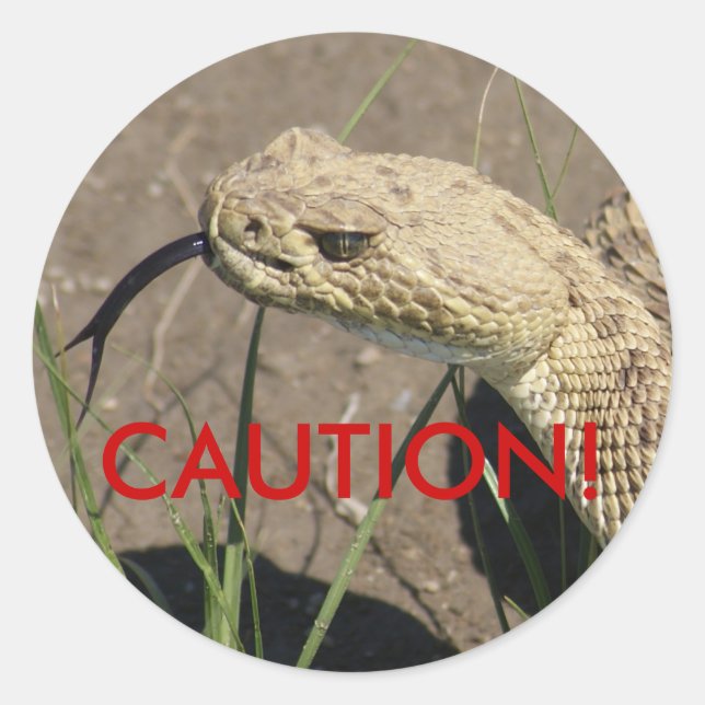 R8 Prairie Rattlesnake Head Shot Classic Round Sticker (Front)