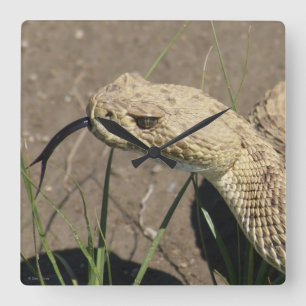 R8 Prairie Rattlesnake Head Shot Square Wall Clock