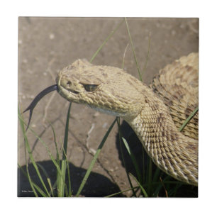 R8 Prairie Rattlesnake Head Shot Tile
